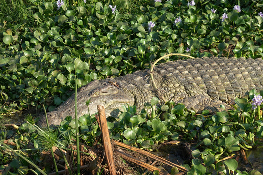 Cocodrilo en su Hábitat