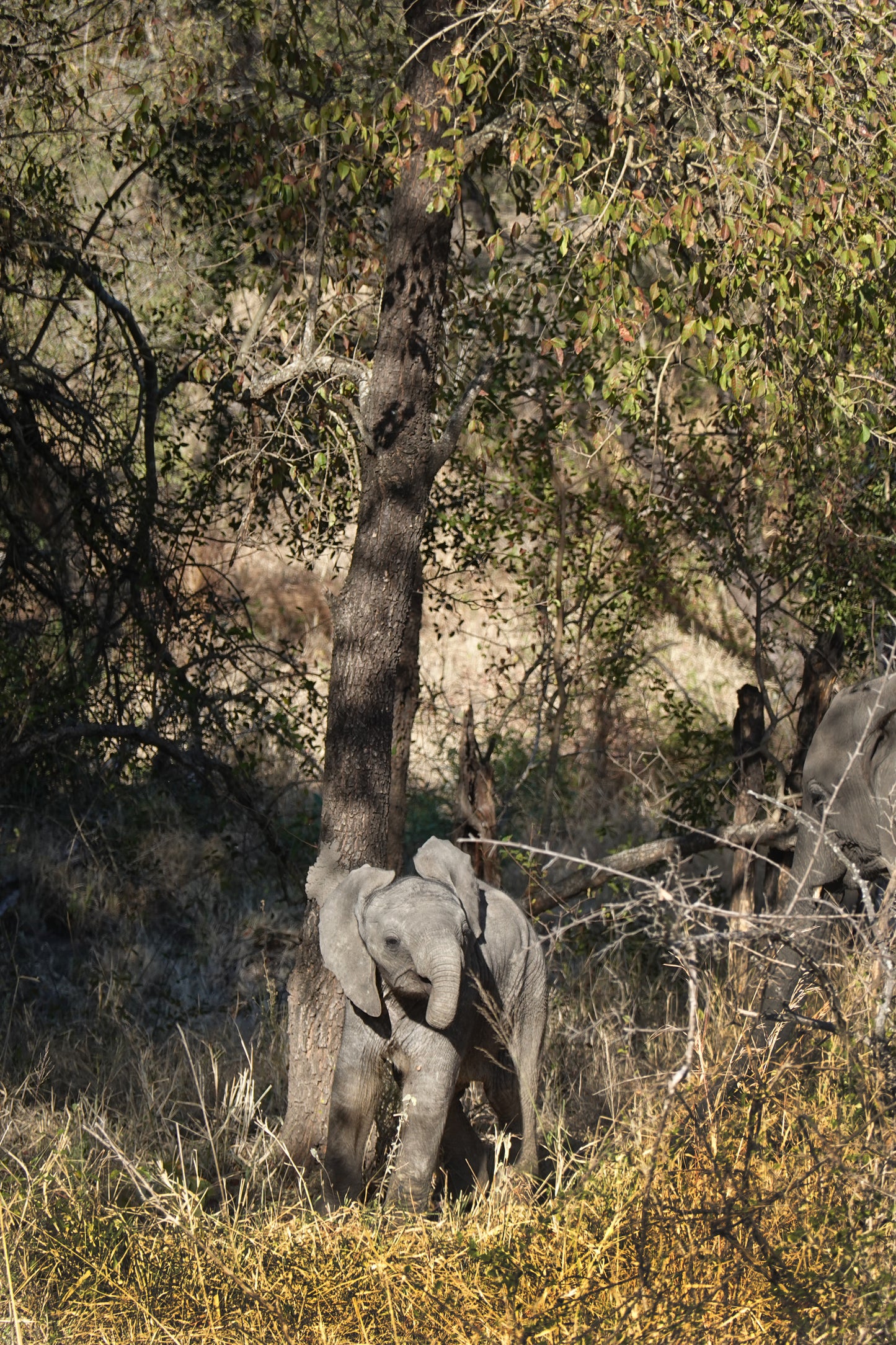 Tierno Elefante en la Selva Africana