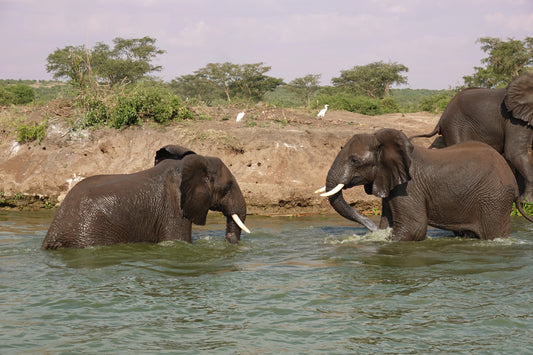 Elefantes Jugando en el Agua