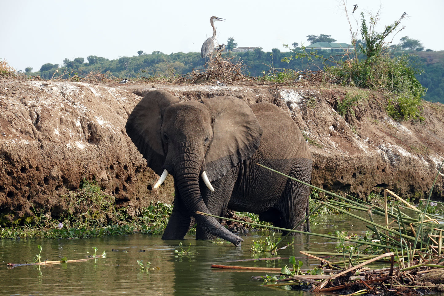 Elefante en el Agua