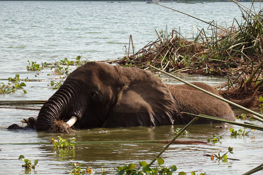 Elefante en el Río