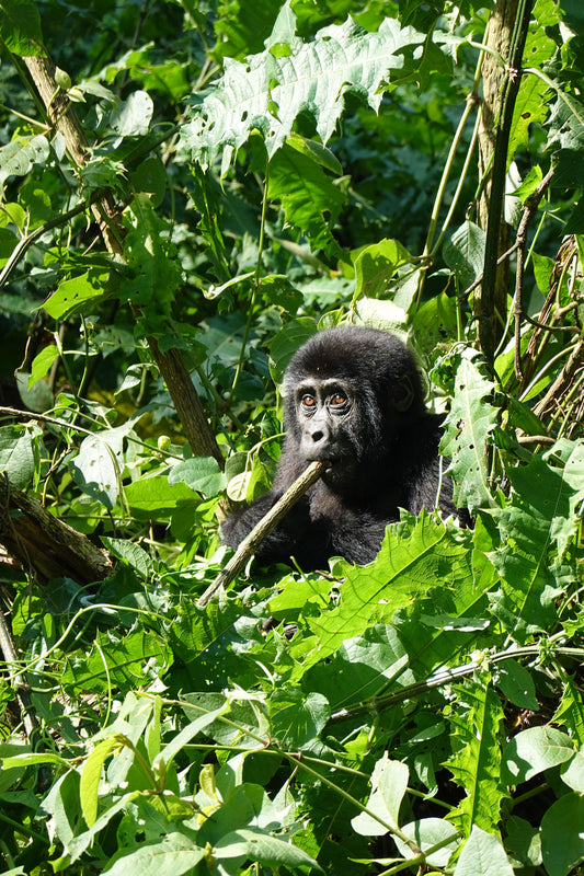 Gorila Joven Masticando en la Selva