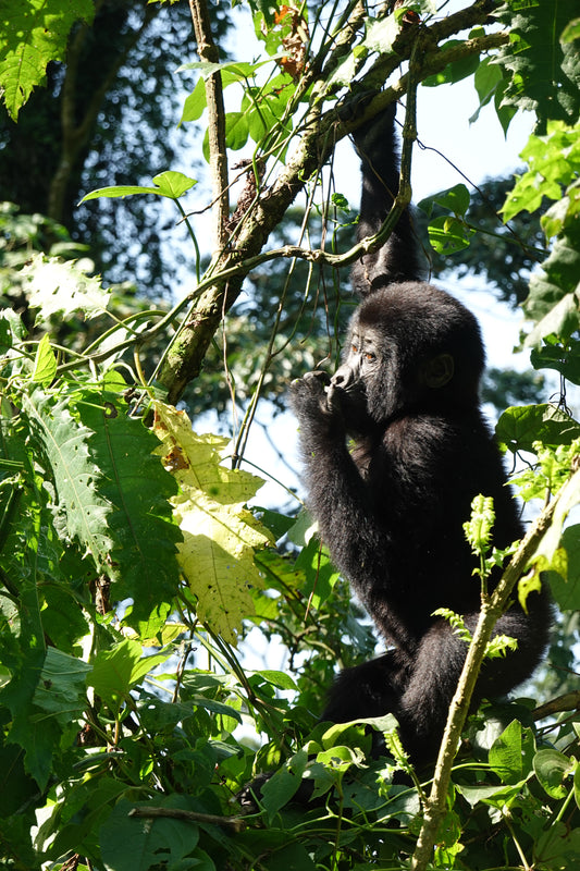 Joven Gorila Explorador en la Selva