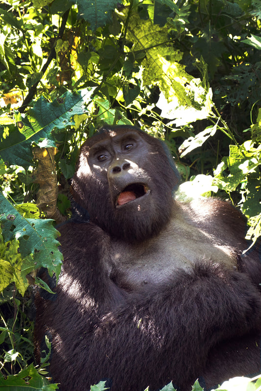 Expresión Sorprendida del Gorila en la Selva