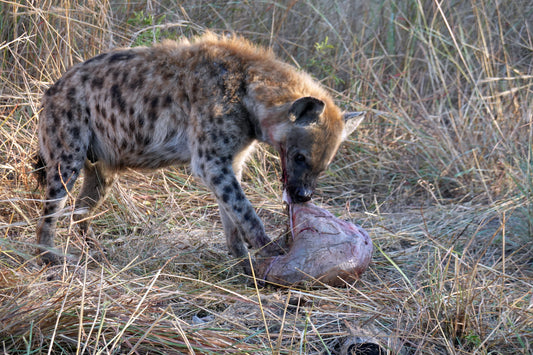 Hiena Alimentándose en la Sabana