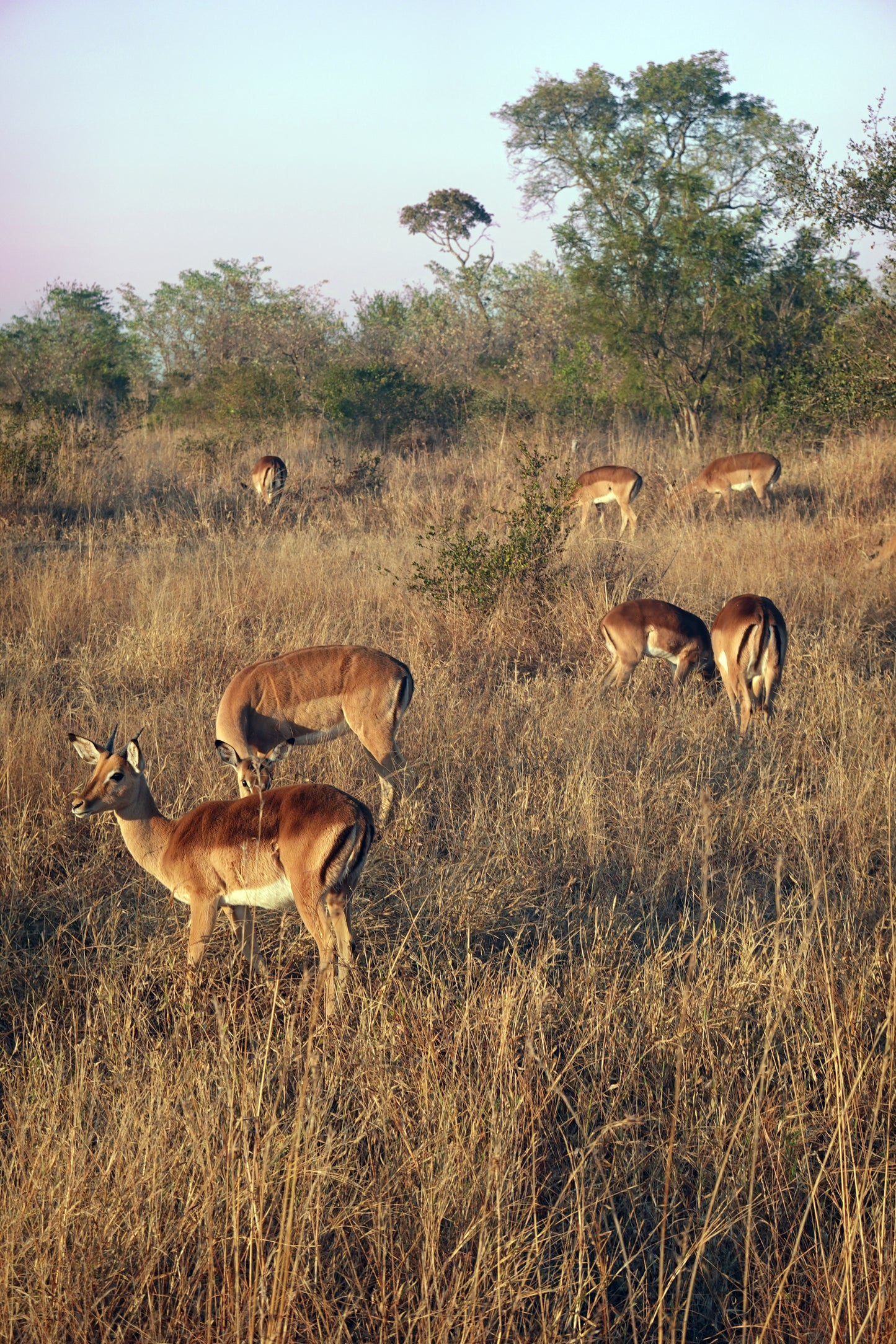 Impalas Pastando en la Sabana