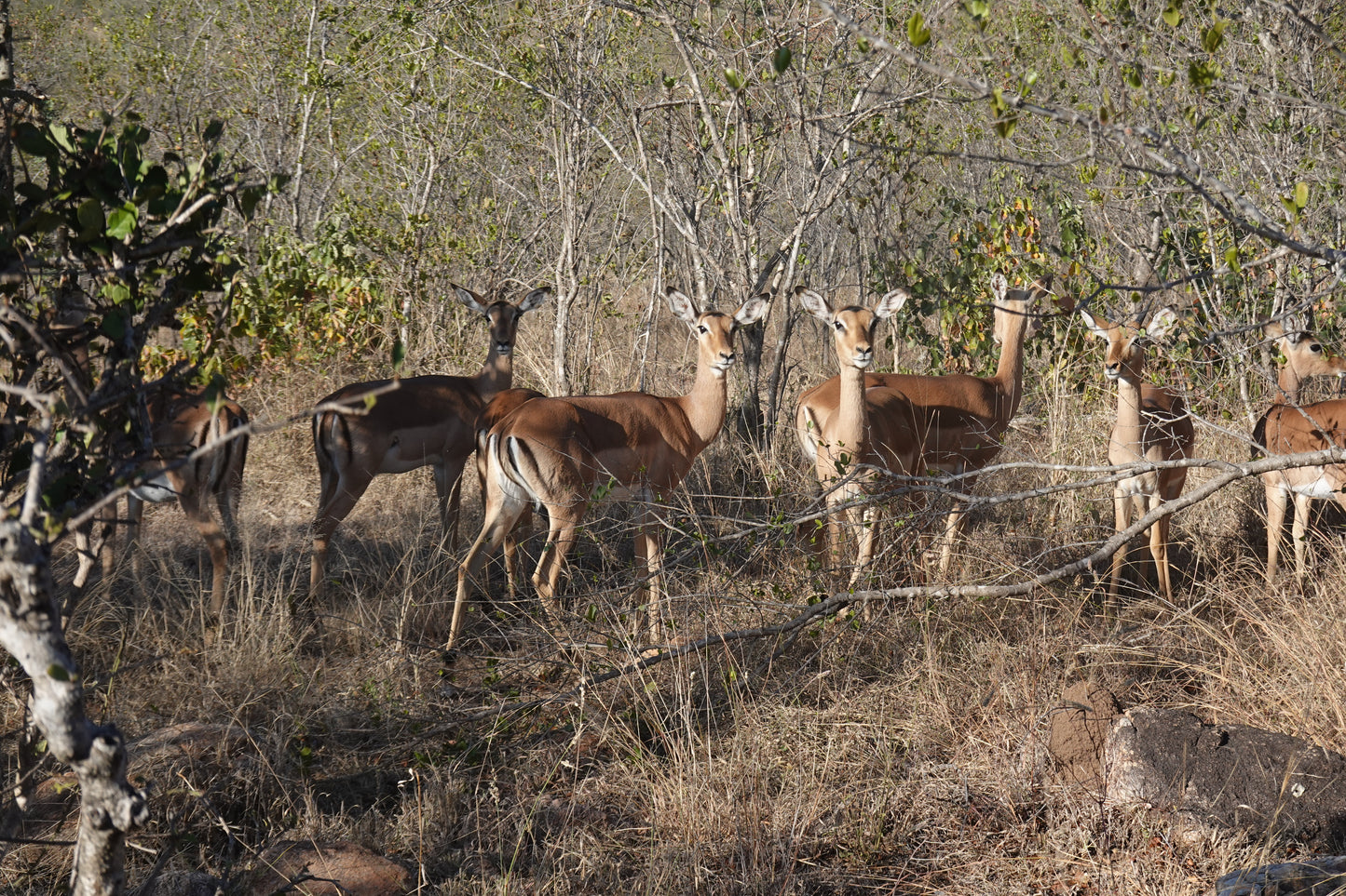 Manada de Impalas en la Sabana Africana