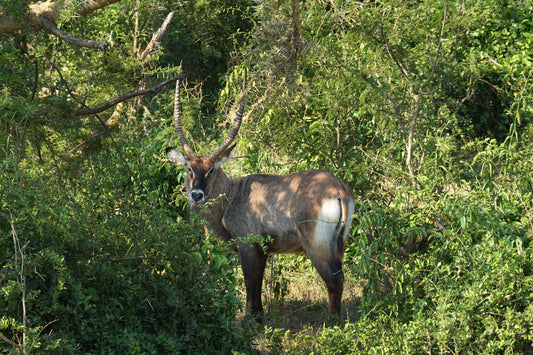 Majestuoso Kudu en la Selva