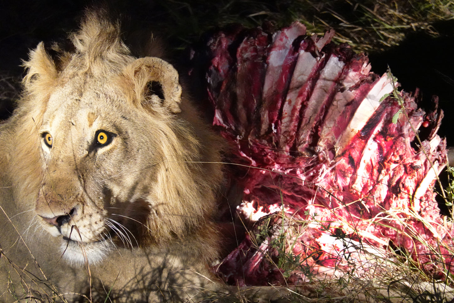 León en la Oscuridad con su Presa