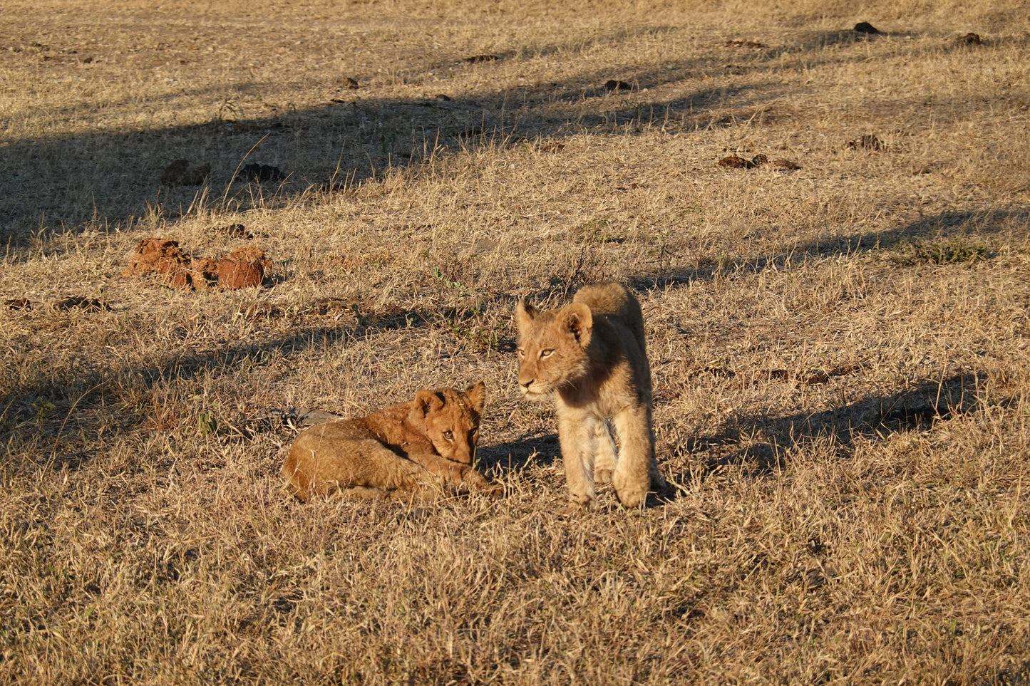 Cachorros de León en la Sabana