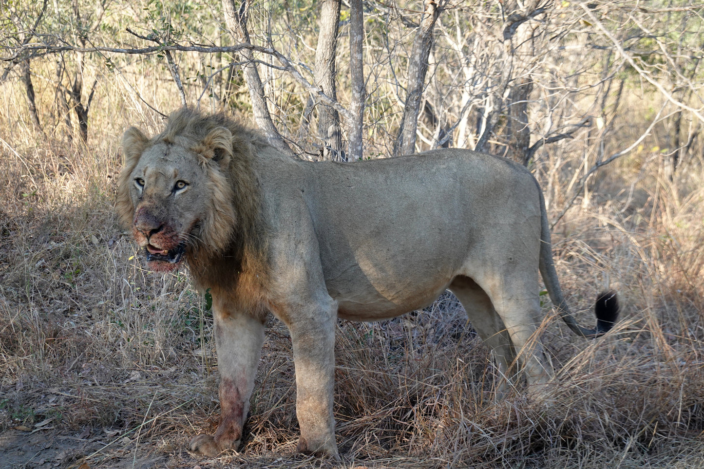 León después de la Caza