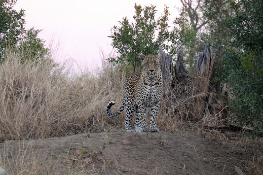 Leopardo Majestuoso en la Sabana