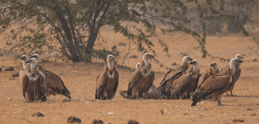 Buitres en el Desierto