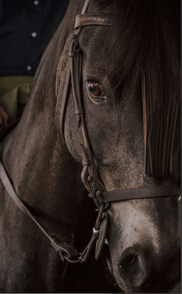 Caballo en Primer Plano