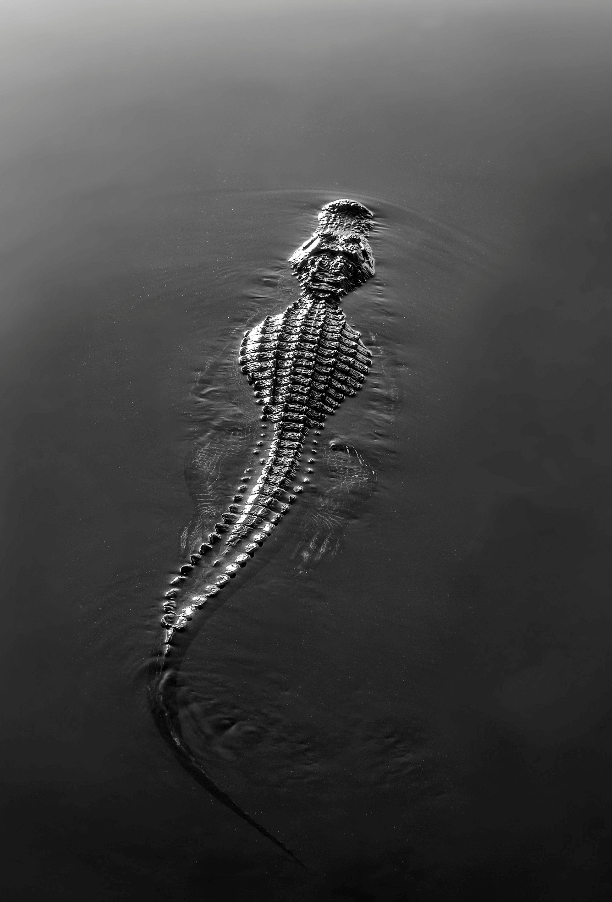 Cocodrilo en la Oscuridad