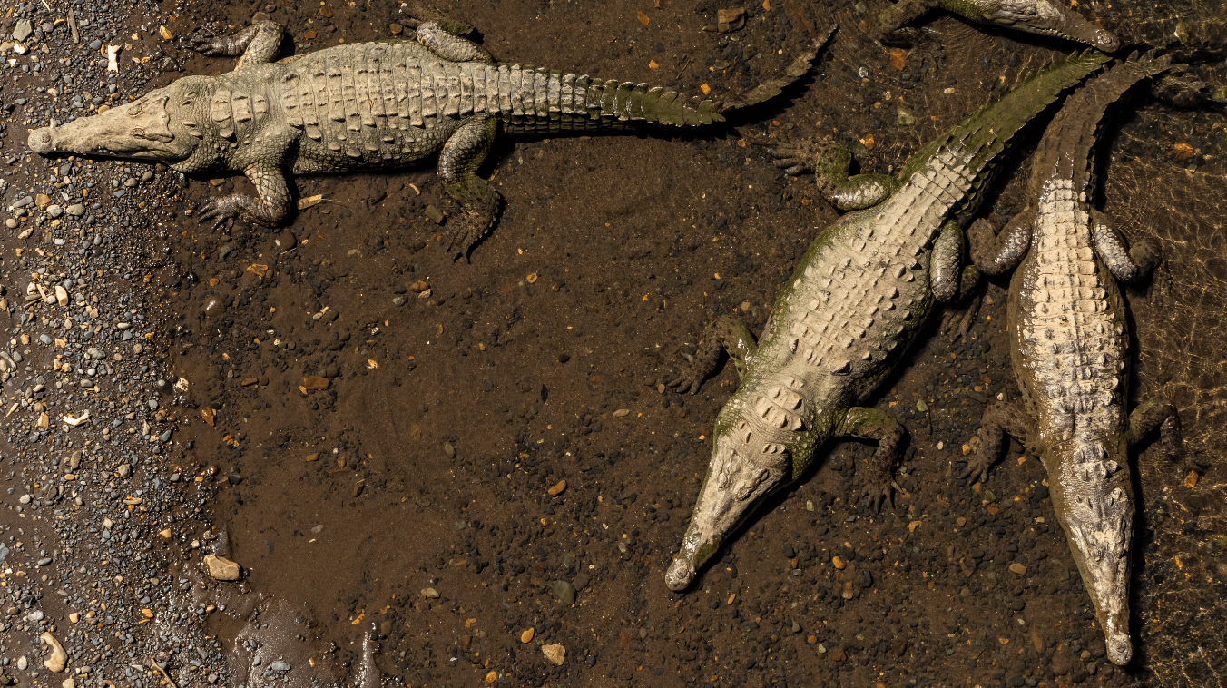 Cocodrilos en su Hábitat