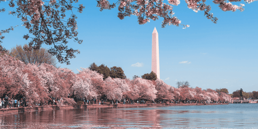 Washington DC Cherry Blossoms