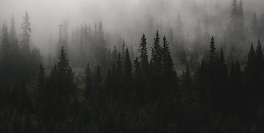 Bosque Envuelto en Niebla