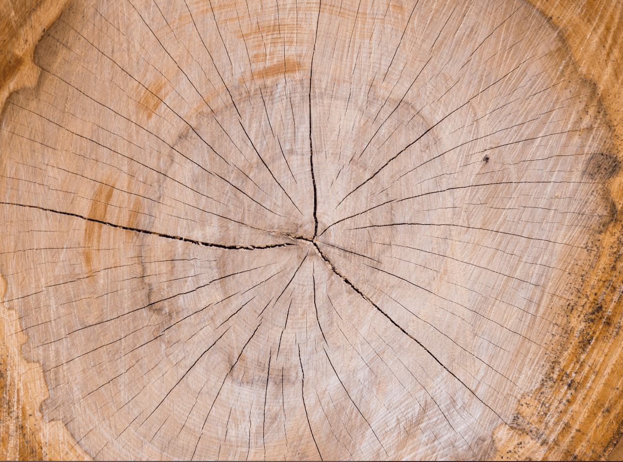 Textura Natural de Tronco de Árbol