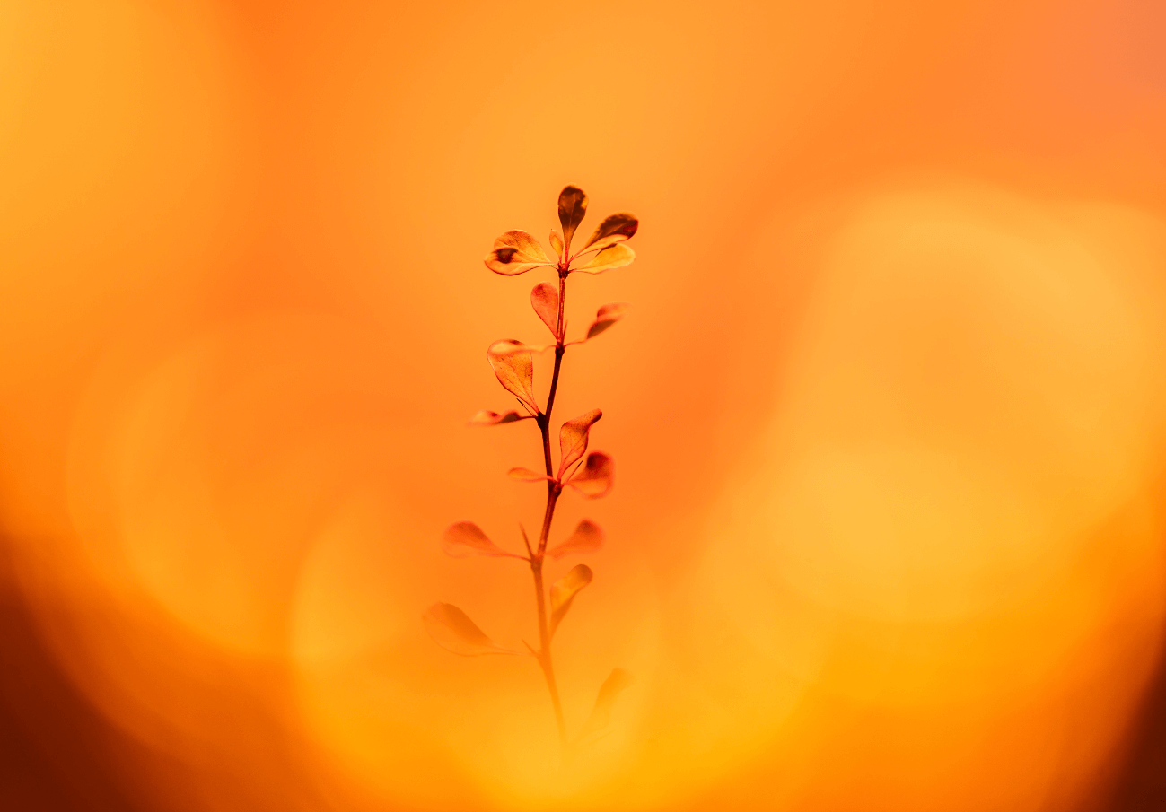 Detalle Macro de Planta en Tono Anaranjado