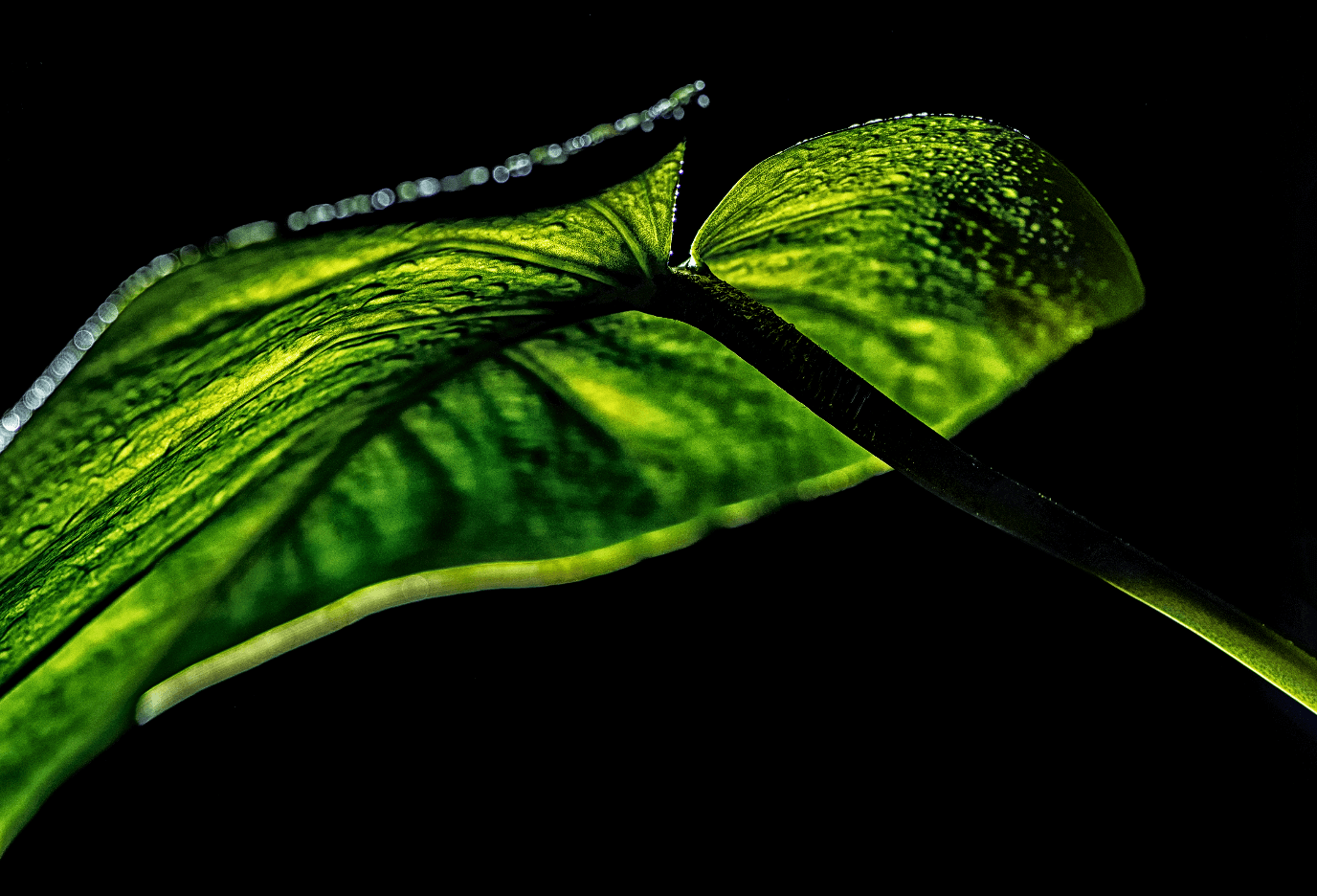 Detalle Macro de Hoja de Planta