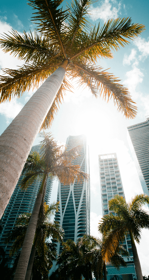 Miami Vibes