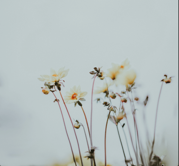 Fotografía Minimalista de Flores Silvestres