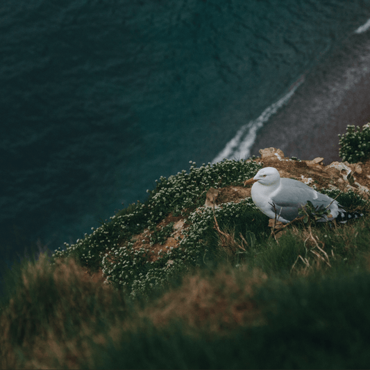 Gaviotas en la Costa