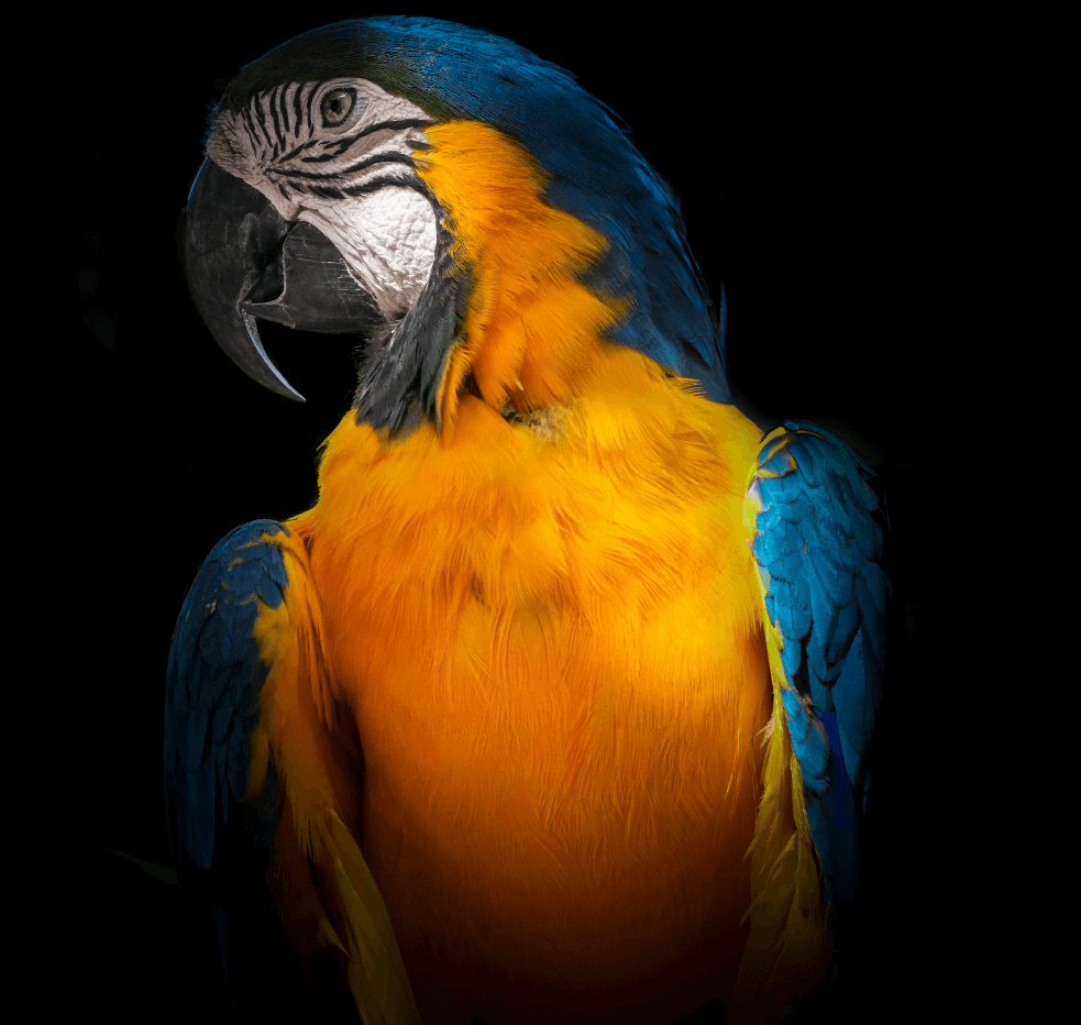 Guacamaya Azul y Amarilla