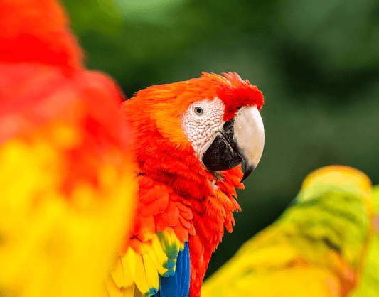 Guacamaya en su Hábitat Natural