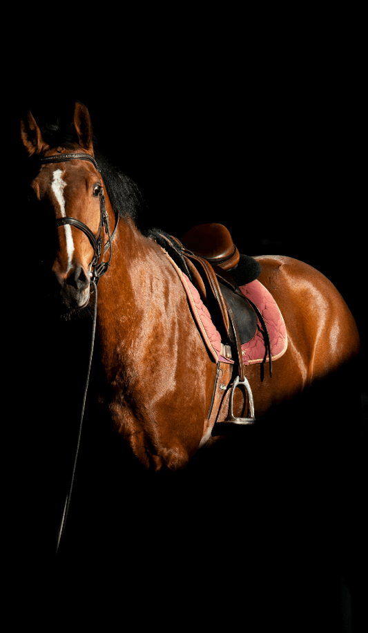 Elegancia y Fuerza de un Caballo Bajo la Luz