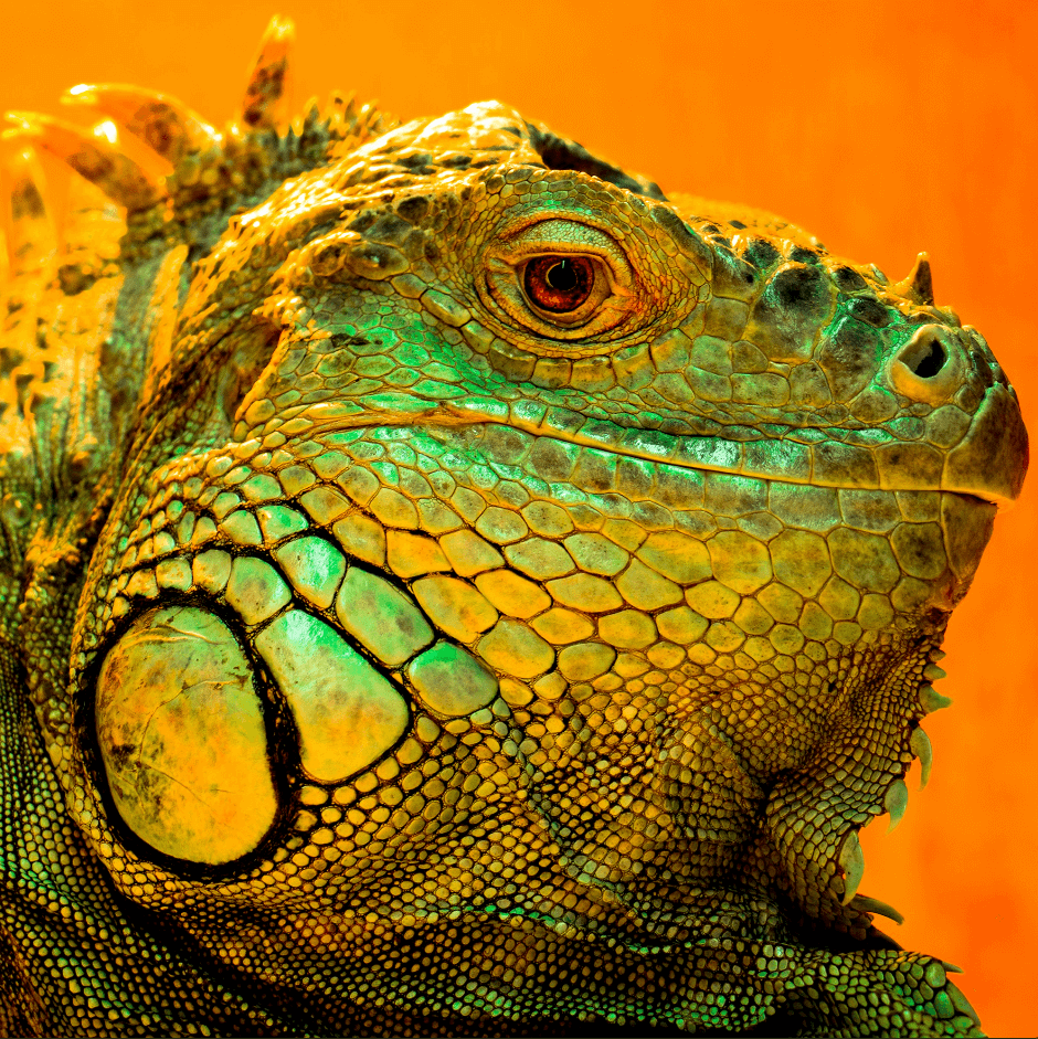 Retrato Vibrante de Iguana