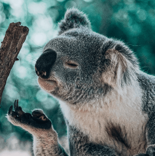 Retrato de Koala