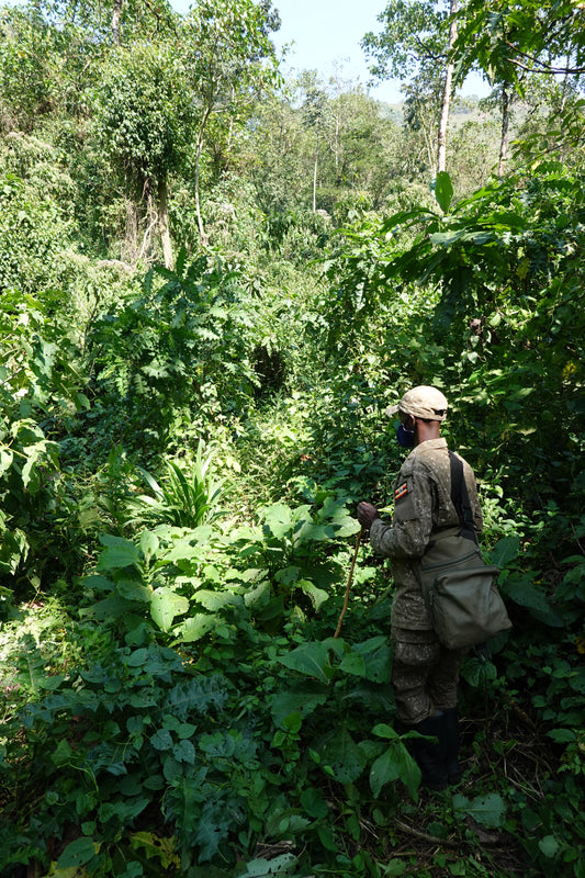 Explorador en la Selva Africana